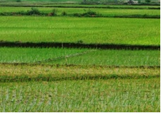 Hướng dẫn tổng hợp các dự án có nhu cầu sử dụng đất trồng lúa, đất rừng đặc dụng, đất rừng phòng hộ hàng năm trên địa bàn tỉnh Tây Ninh